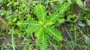 o-cha-de-quebra-pedra-emagrece