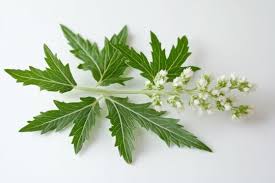 Chá natural para retenção de líquido