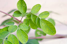 beneficios-do-cha-de-moringa-para-emagrecer