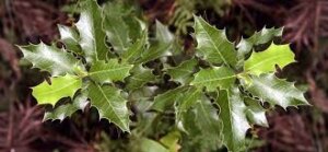 Capsulas-de-espinheira-santa-onde-comprar