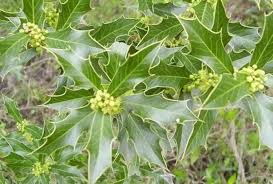 comprar-espinheira-santa