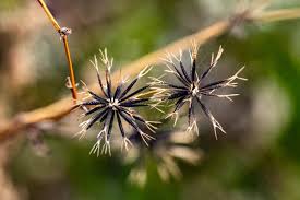 Chá de Picão Preto